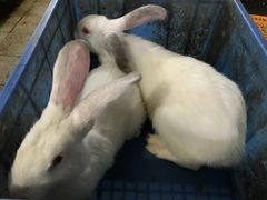 -温江公平红烧兔(总店)