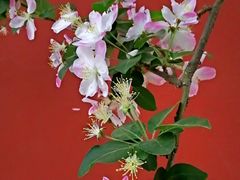 -海棠花溪(元大都城垣遗址公园)