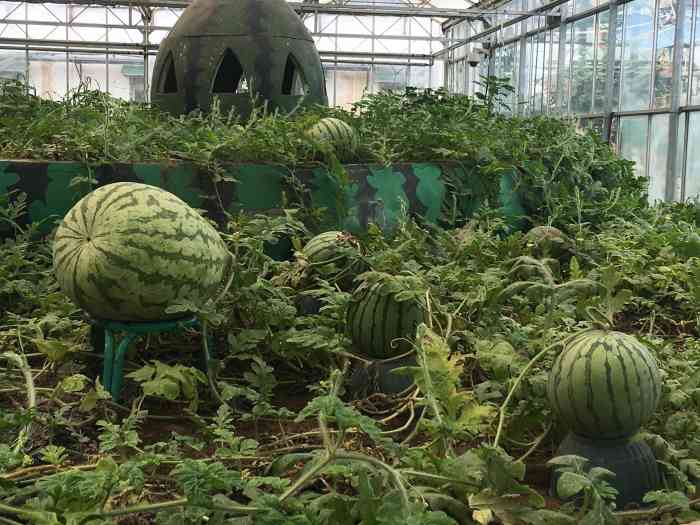 北京老宋瓜果专业合作社-"老宋瓜王,北京驰名商标.庞各庄西瓜,古.