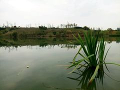 -白鹭湾湿地公园