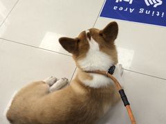 -申普宠物医院·心脏介入·心血管微创(总院)