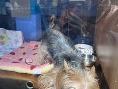 -FAELING PETS美天灵宠物(富力广场店)