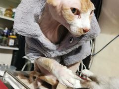 -猫色咖啡·猫咖