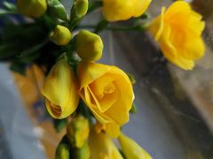 -金陵花卉交易市场