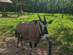 -大连森林动物园