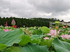 -毛泽东才溪乡调查旧址景区