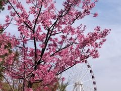 -顾村公园