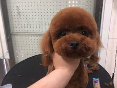 -顺强宠物诊所·狂犬免疫·夜诊·骨科(嘉定店)