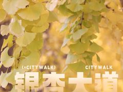 -三里屯东五街银杏大道