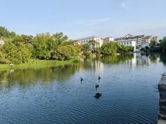 -柳湖茶坊(柳湖店)
