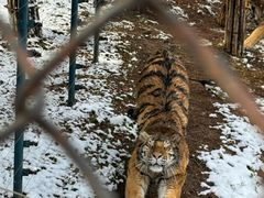 -大连森林动物园