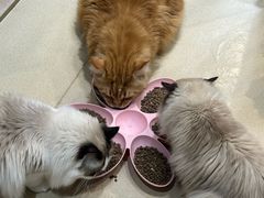 -藏猫猫咖啡主题馆(中央大道店)