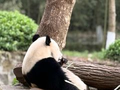 -都江堰中华大熊猫苑