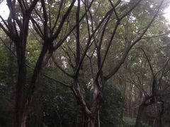 -深圳国际园林花卉博览园