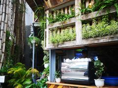 -Rainforest