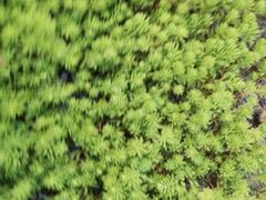 -厦门国家会计学院