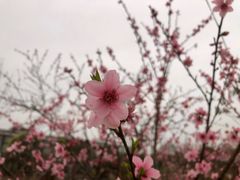-洪湖家庭农场·团建·露营·会议