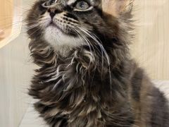 -屋虎猫馆(宝安大仟里店)