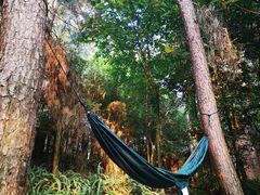 -铁山坪森林公园