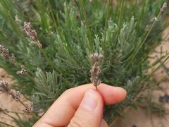 -古柏渡飞黄旅游区