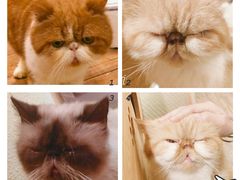 -more than meow吴止猫主题餐厅(承德 中船汇店)