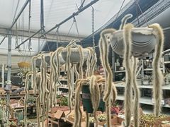 -龙大花卉苗木市场