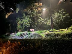 -夜间野生动物园