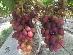 -金谷域澳洲庄园