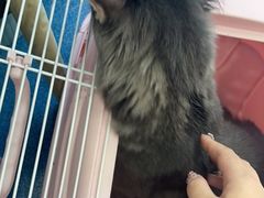 -创凡宠物医院·骨专科  猫科中心(西乡分院)