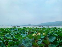 -湖畔居茶楼(湖滨店)