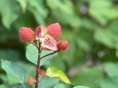 -中国科学院华南植物园