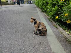 -合肥滨湖国家森林公园