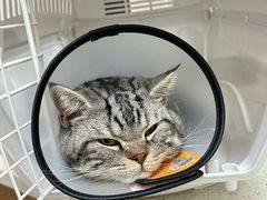 -安安宠医·臻爱宠物医院·宠保定点(营门口路分院)