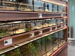 -帕帕拉兹宠物(亚洲旗舰店)