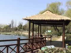 -荷塘月色湿地公园·向阳花洲