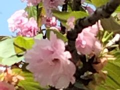-高东镇樱花园