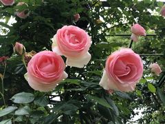 -都江堰玫瑰花溪谷