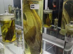展品-国家自然博物馆