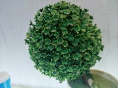 -乐达酸菜鱼面(山师东路店)