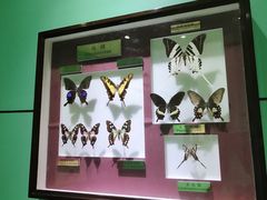 -上海昆虫博物馆