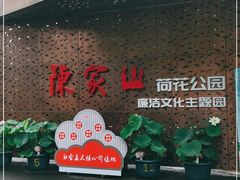 -陈家山荷花公园
