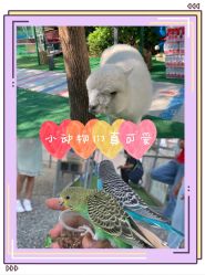 -萌宠亲子动物乐园(槐房万达店)