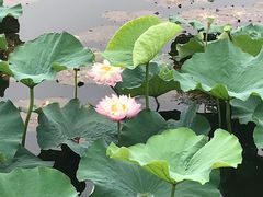 -荷塘月色湿地公园·向阳花洲