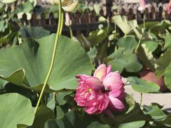 -莲花池公园
