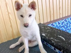 -柴源莊·柴小宠柴犬咖啡