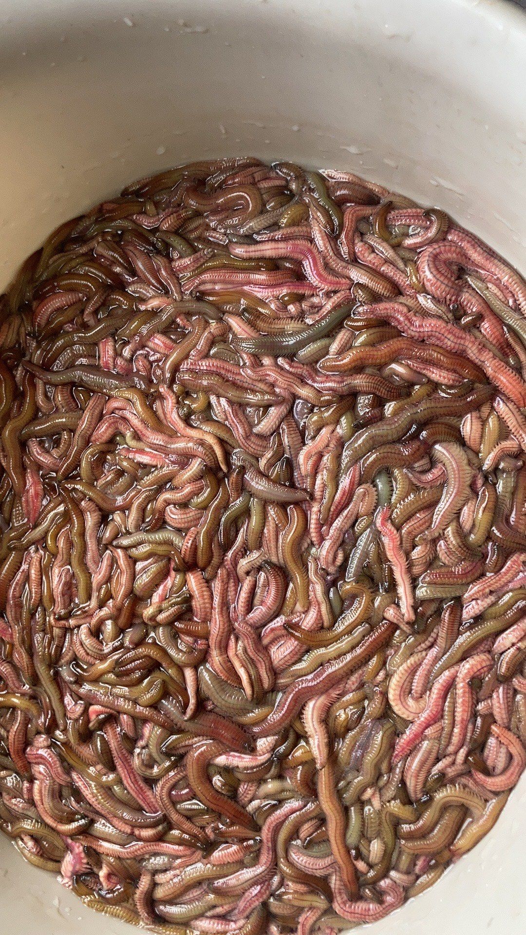 广东特色美食,禾虫