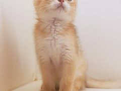 -十年猫舍·猫咪专门店(普陀店)
