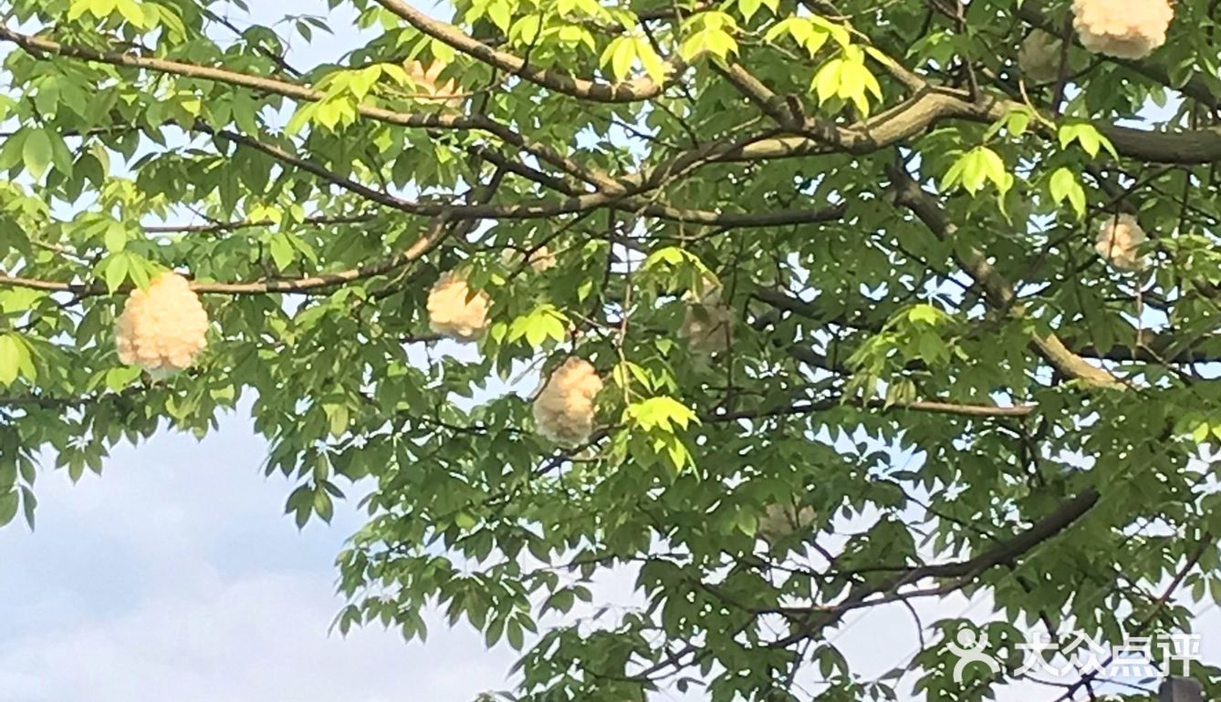 木棉花开 飞絮濛濛