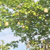 木棉花开 飞絮濛濛