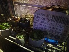 -吉丁鸟咖·异宠·寄养